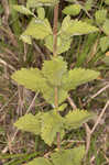 Roundleaf thoroughwort